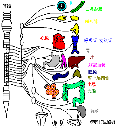 人體自律神經系統(tǒng)圖